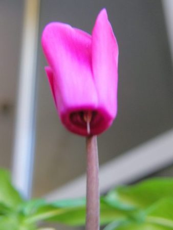 Ciclamini Cyclamen in fiore Ciclamini Cyclamen in fiore