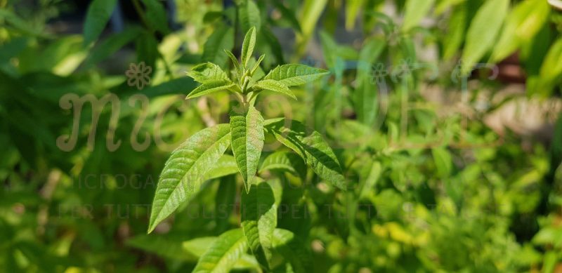 pianta di Aloysia triphylla con foglie verdi aromatiche