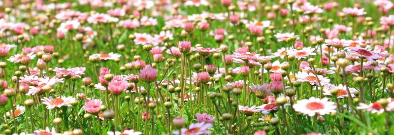 Campo fiorito di margherite rosa in piena fioritura.